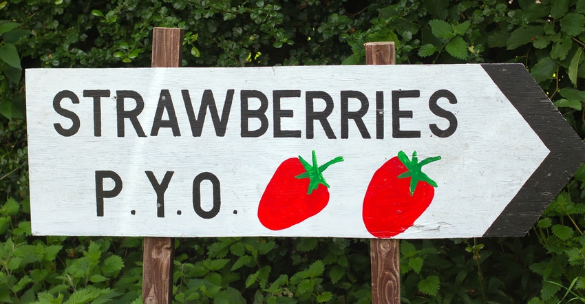 A handmade sign points toward pick-your-own strawberries 