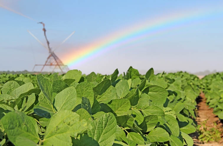 American Soy Organics Featured in Iowa Soybean Review