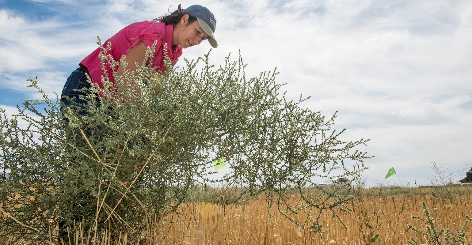 Image of Russian thistle plant being harvested