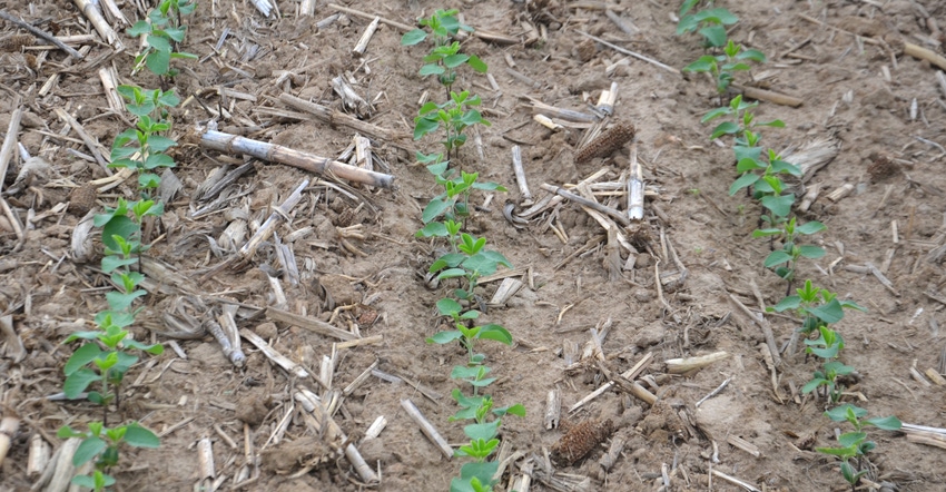 rows of young soybean plants