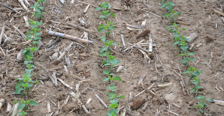 rows of young soybean plants rows of young soybean plants