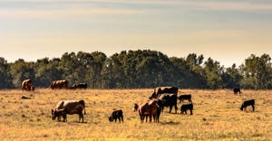 Cattle herd, drought