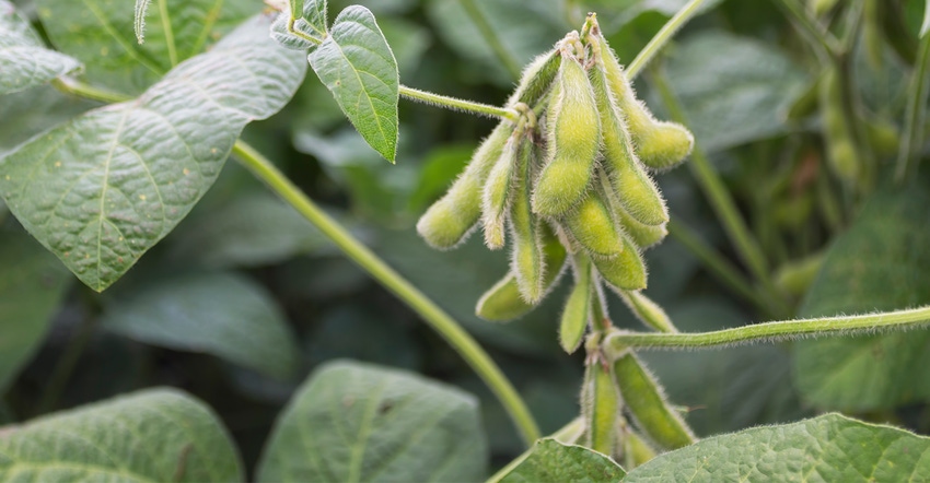 green soybean pods