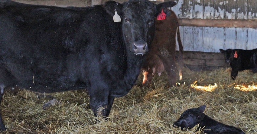 Calf and mom Calf and mom