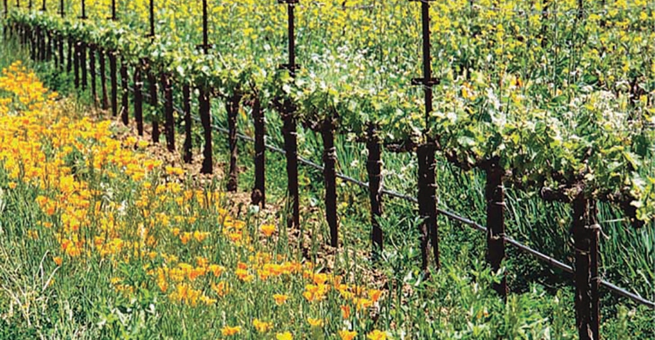 Managing vineyard pests with cover crops