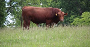 bull in pasture