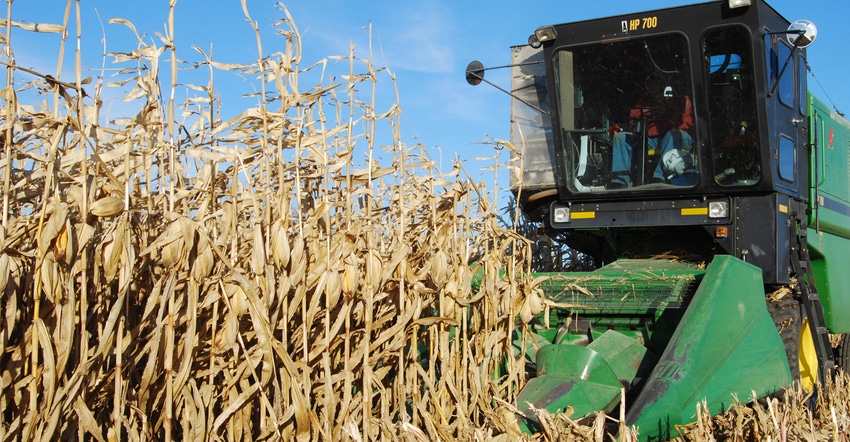 combine in corn field combine in corn field