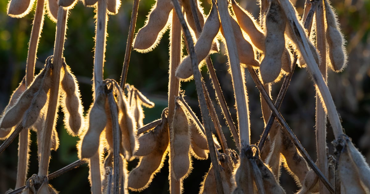 New seed treatment targets twin terrors of SDS and SCN
