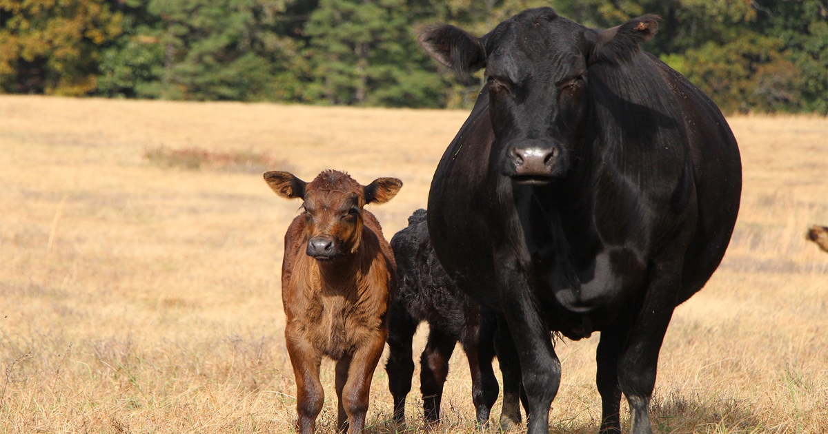 Know your winter feed cost to boost cow-calf profits