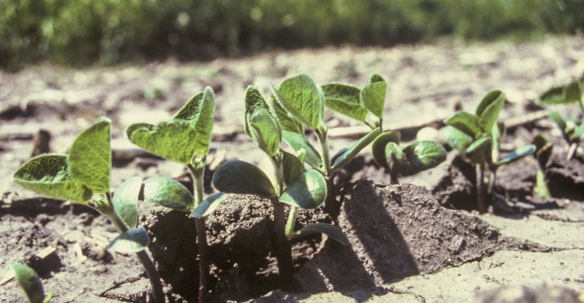 Soybean seedlings push through soil