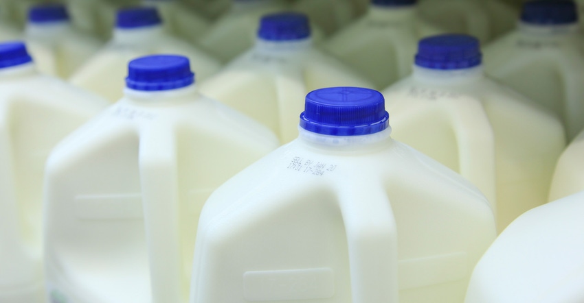 Gallon jugs of milk lined up in a refrigerator