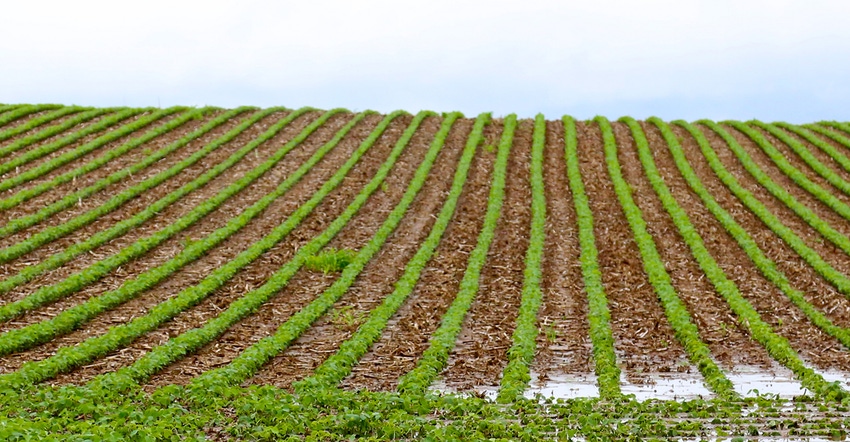 wet soybean field