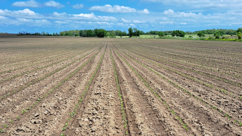 Field with immature plants