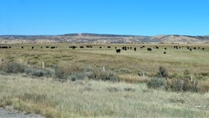 Cattle in Wyoming