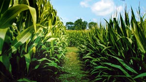 paths between corn rows