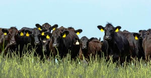 Line of black Angus cattle looking at the camera with blank blue sky