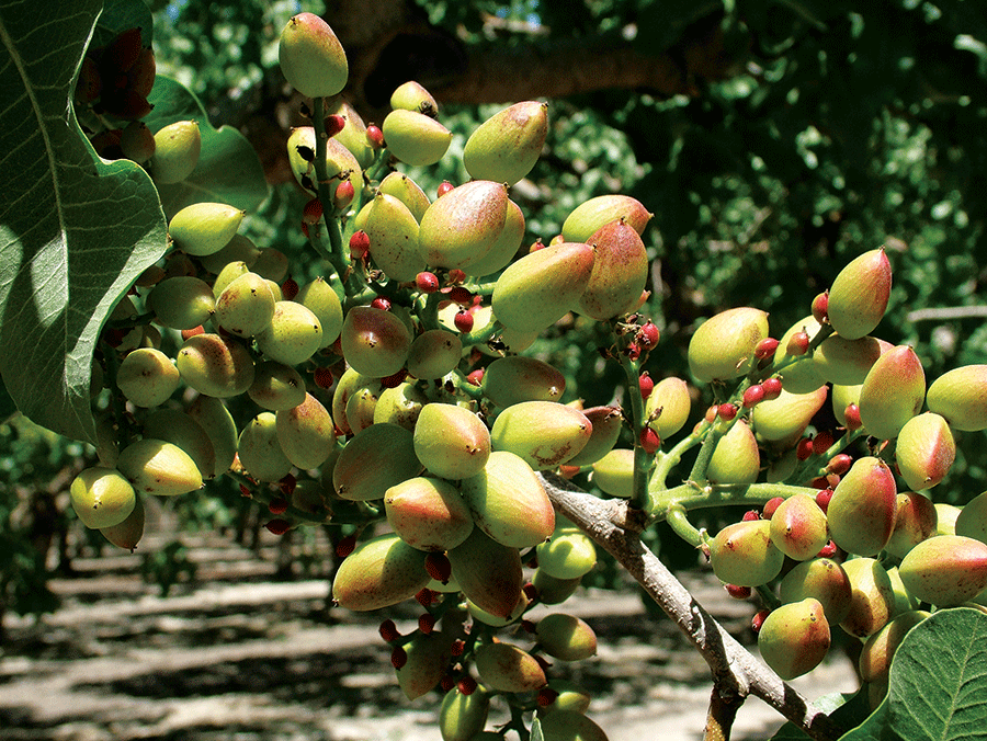 Phytophthora infection in pistachio orchard draws attention