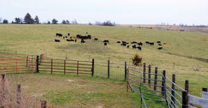 cattle grazing field