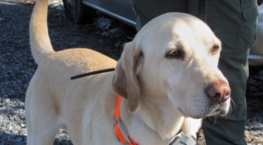 WFP-ARS-generic-dog.jpg WFP-ARS-generic-dog.jpg