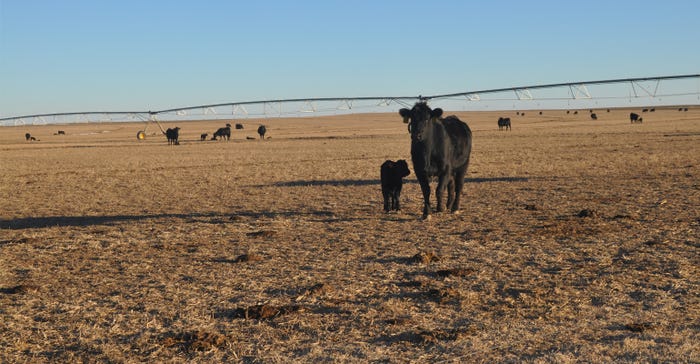 cattle with irrigation system in backgound