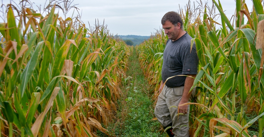 Ben Peckman stands in the wide row of cover crops just prior to harvest
