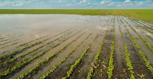 flooded soybean field