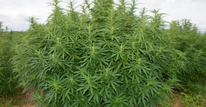 Close up of hemp plant in the field
