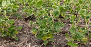 soybean plants with signs of dicamba damage