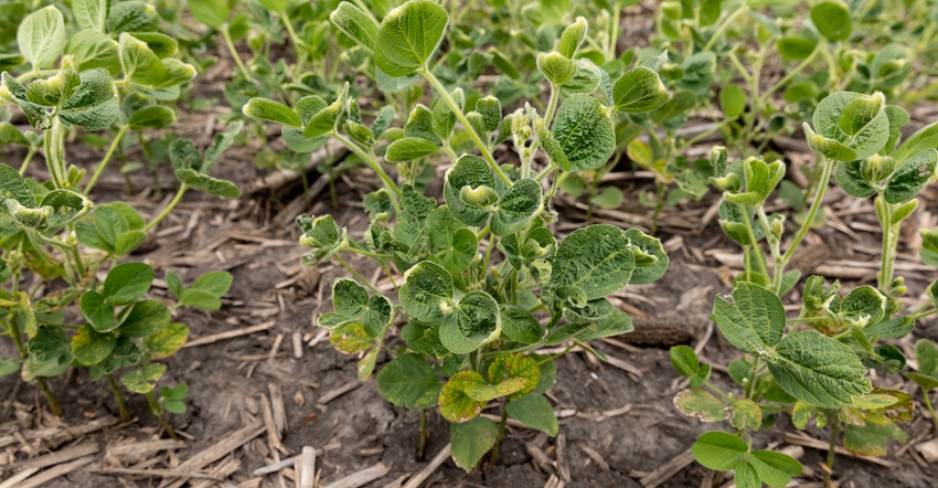 soybean plants with signs of dicamba damage