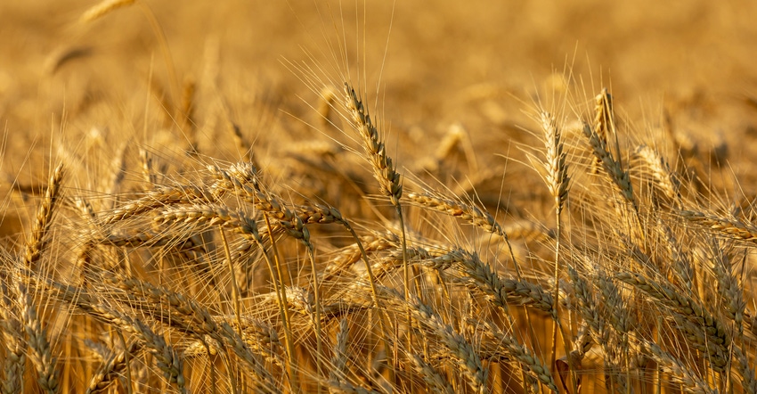 wheat field ready for harvest