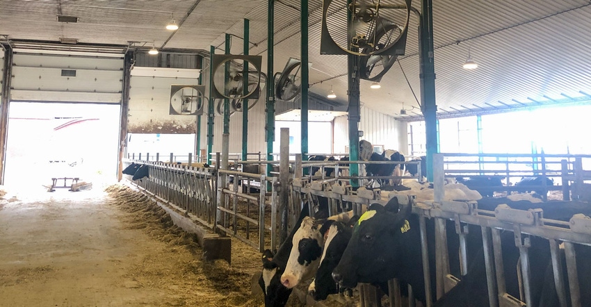 Cows stay cool under fans at Hidden View Farm in Champlain, N.Y.