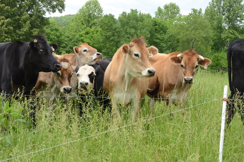 Stocker calves on green pasture