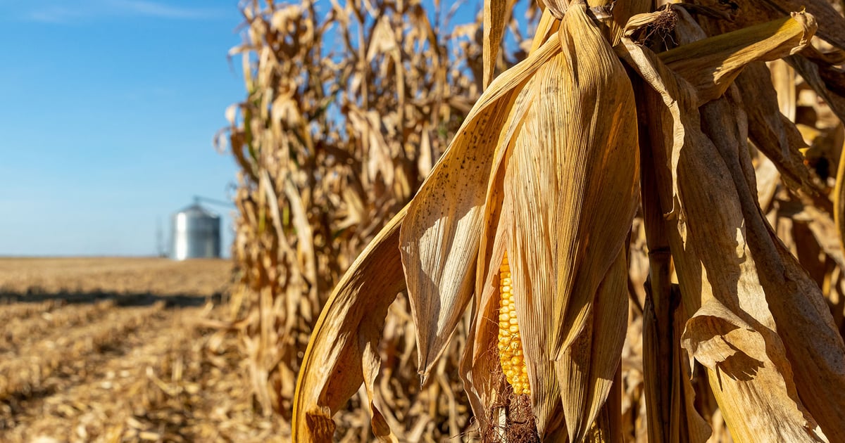 USDA cuts corn and soybean yield forecasts in August reports