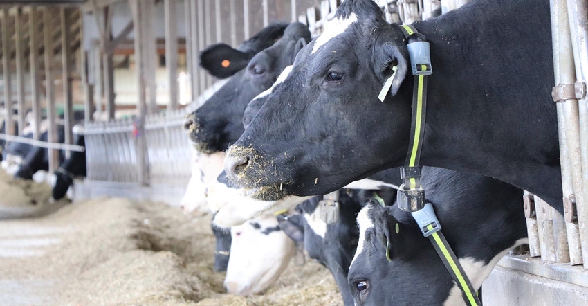 heads of Holstein cows