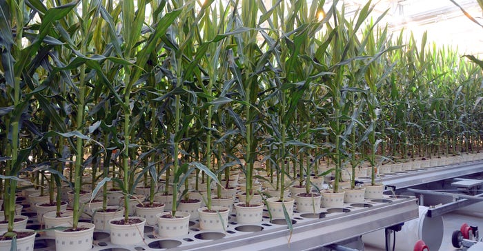 Corn grows tall in the new Bayer Marana Greenhouse northwest of Tucson, Ariz. 