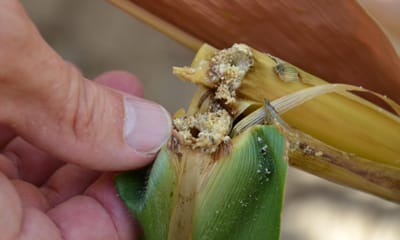 Corn Bin Insects 3 more corn insects to be on the lookout for this time of year