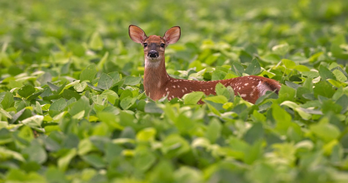 Wildlife damage is a hidden tax on farmers