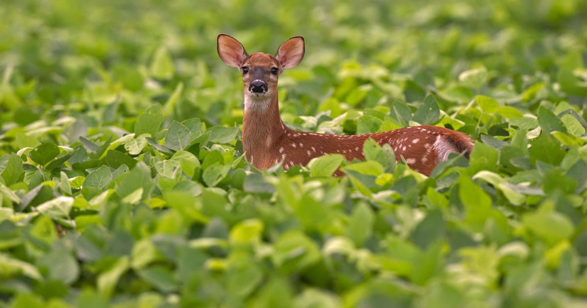 Wildlife damage is a hidden tax on farmers