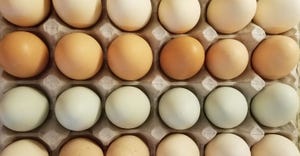 swfp-shelley-huguley-farm-fresh-eggs.jpg