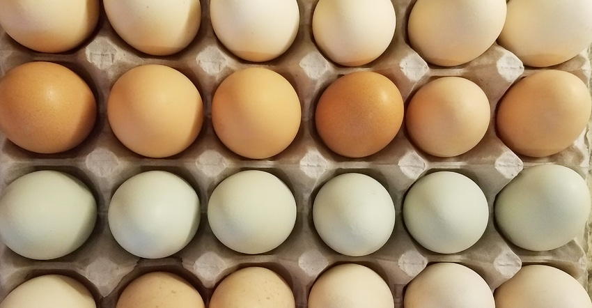 swfp-shelley-huguley-farm-fresh-eggs.jpg