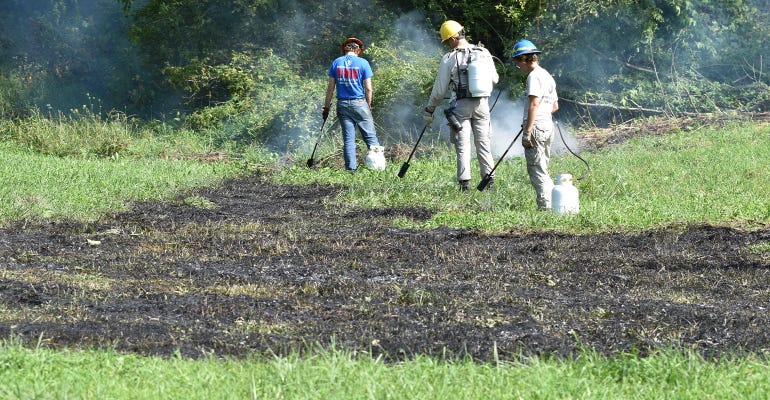 Conservation Corps Minnesota staff torch the area infested with Palmer amaranth
