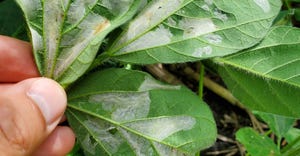 Soybean leaves show injury from Macrosaccus 