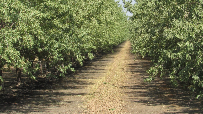 Almond harvest Almond harvest
