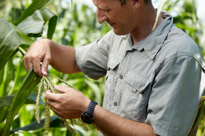 A farmer inspects the tassel of a corn plant 