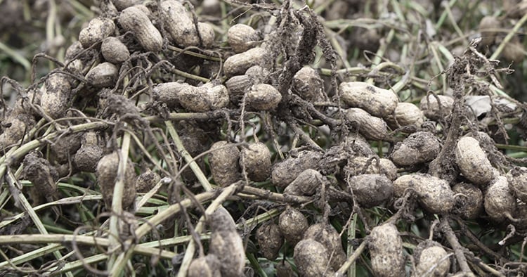 Peanuts Before Ripe The peanut that changed the game turns 50