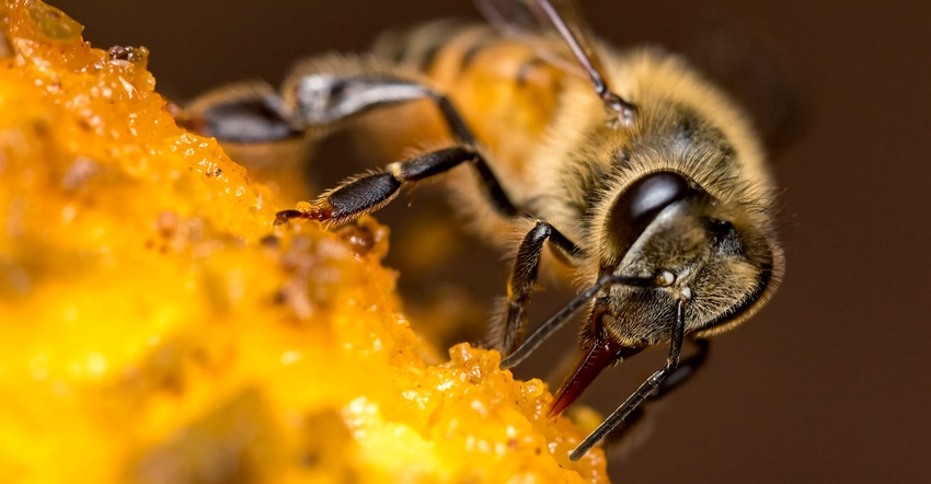 Close up of honey bee on mango