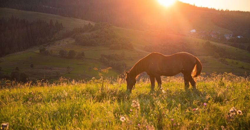 Horse feeding in pasture at sunset
