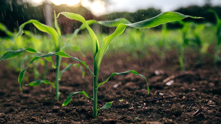 rain on corn field