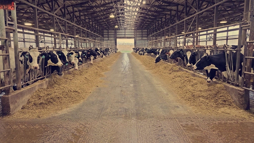 Dairy cows at feeder in barn