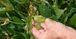 soybean plant with Yellowing between the veins on upper leaves, a symptom of sudden death syndrome 
